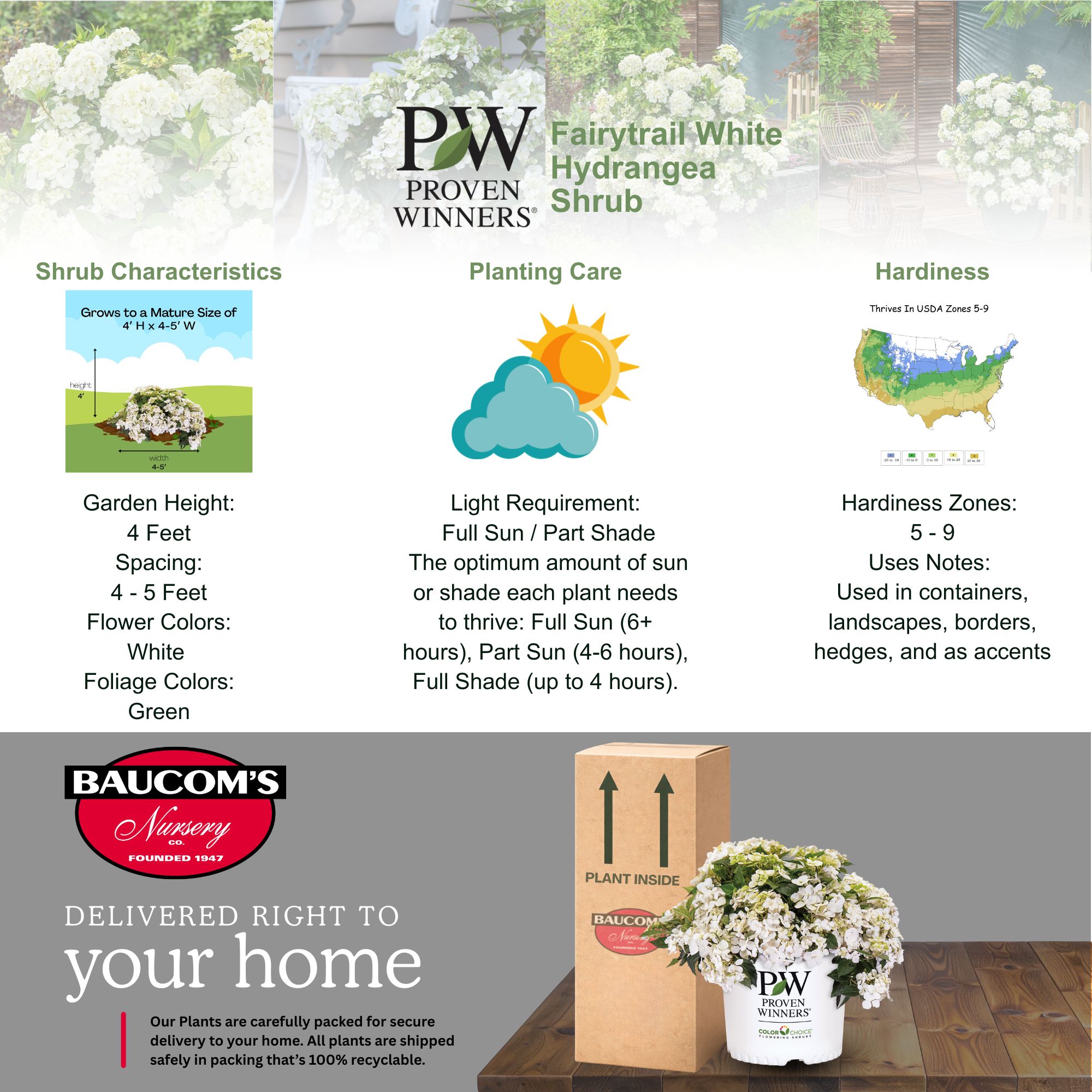 PROVEN WINNERS 2 Gal. Fairytrail White Hydrangea Shrub 18393 - The